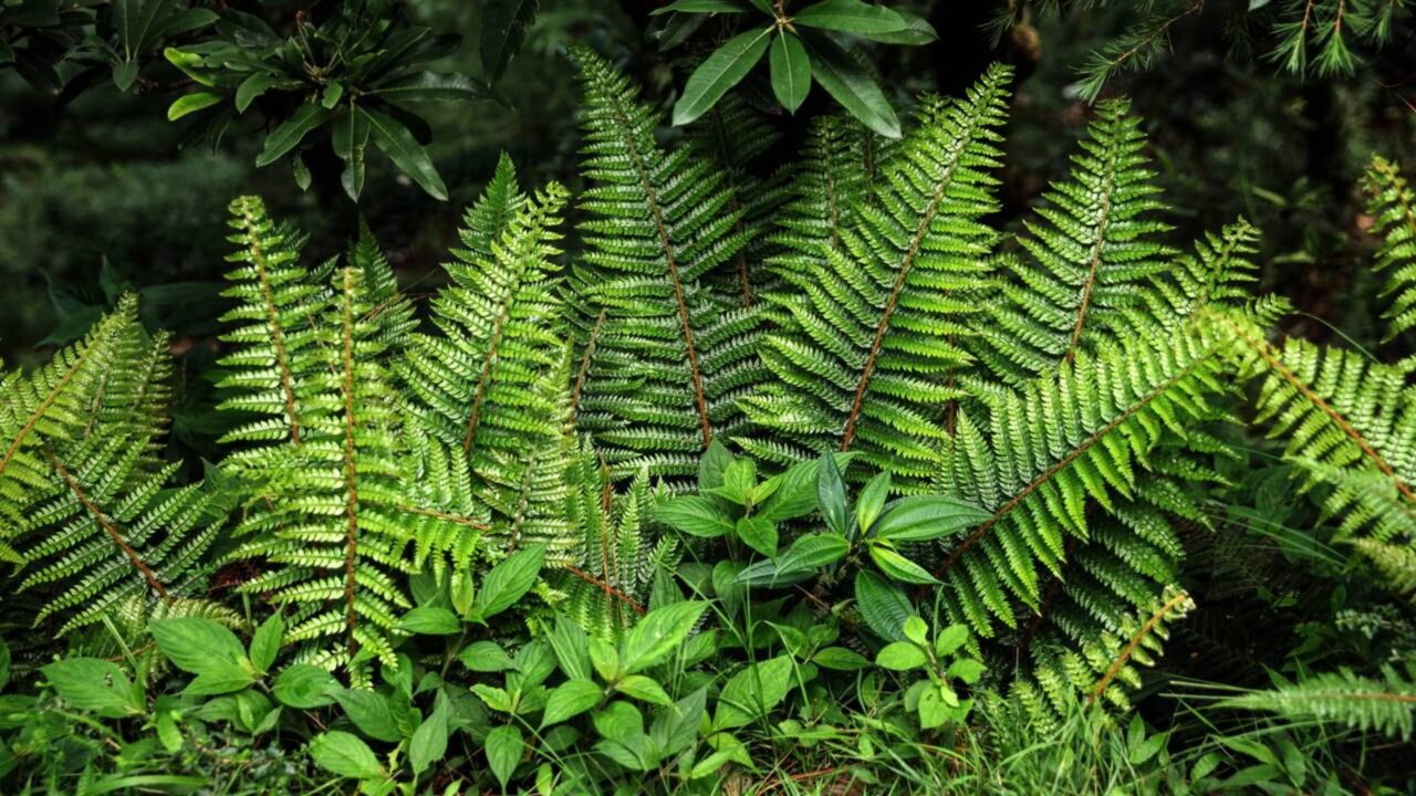 Aprenda ler o que as plantas da sua horta dizem para você a partir das folhas