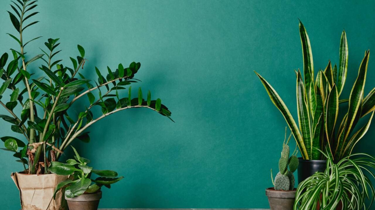 Aprenda ler o que as plantas da sua horta dizem para você a partir das folhas