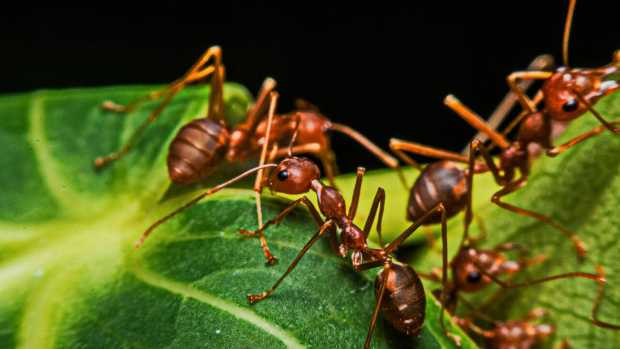 Como acabar com formigas nas plantas com uma solução simples usada por muitos jardineiros