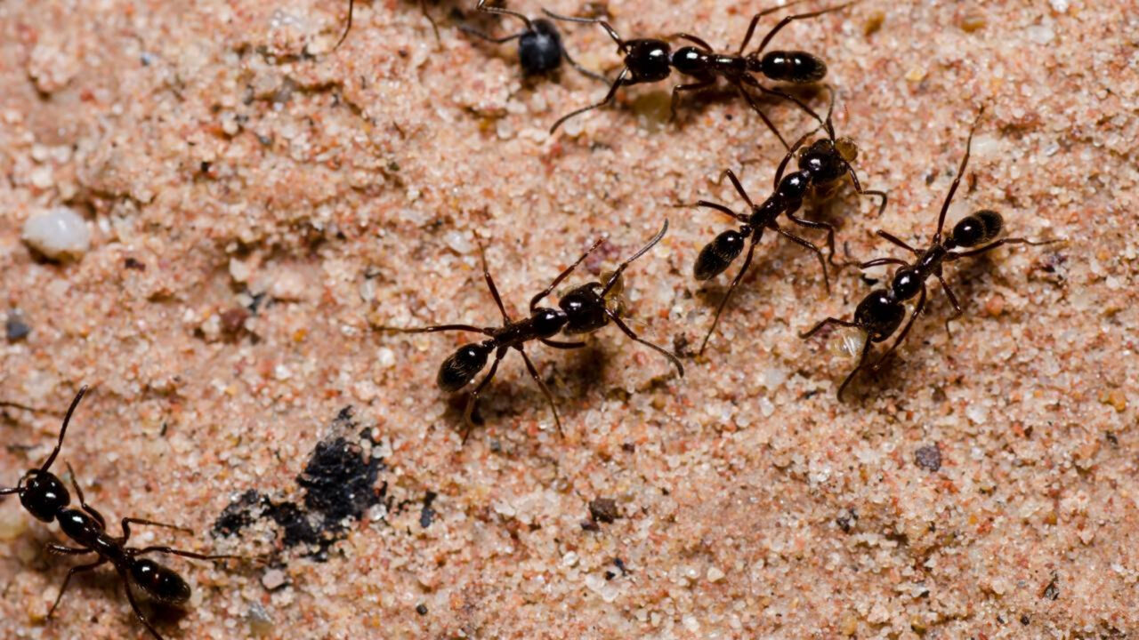 Como acabar com formigas nas plantas com uma solução simples usada por muitos jardineiros