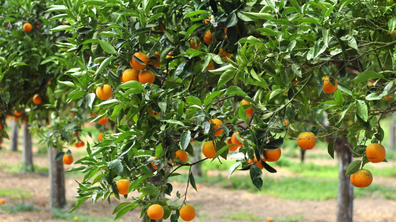 Adubo caseiro para frutíferas usado com apenas uma colher pode turbinar a produção de frutos