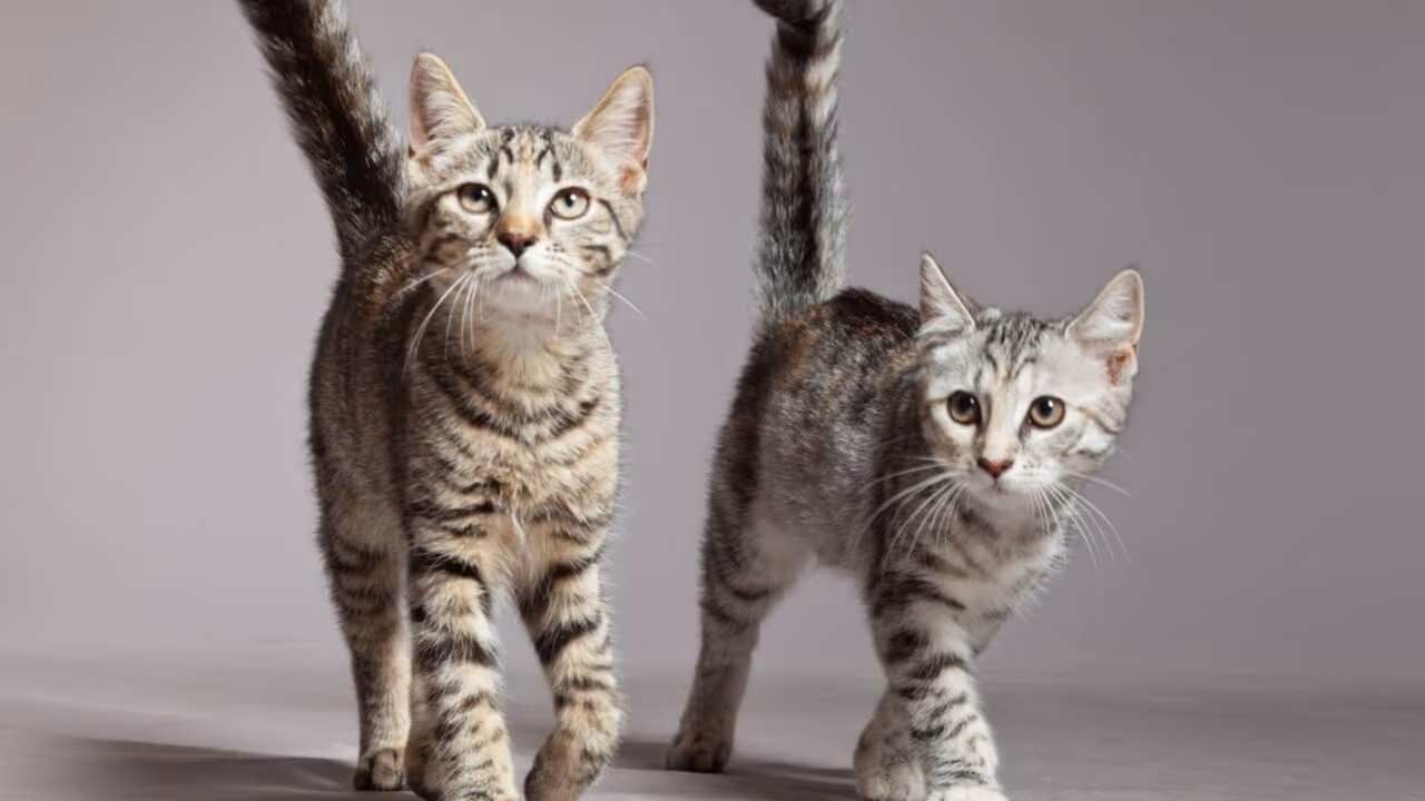 O significado oculto do movimento da cauda dos gatos