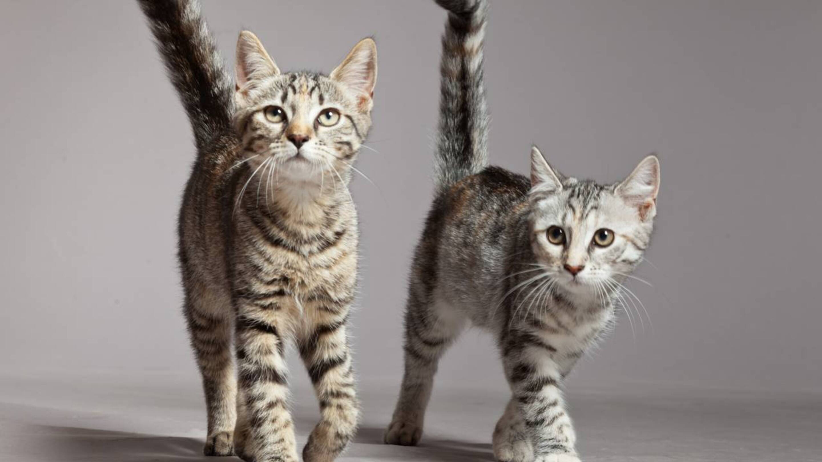 O significado oculto do movimento da cauda dos gatos