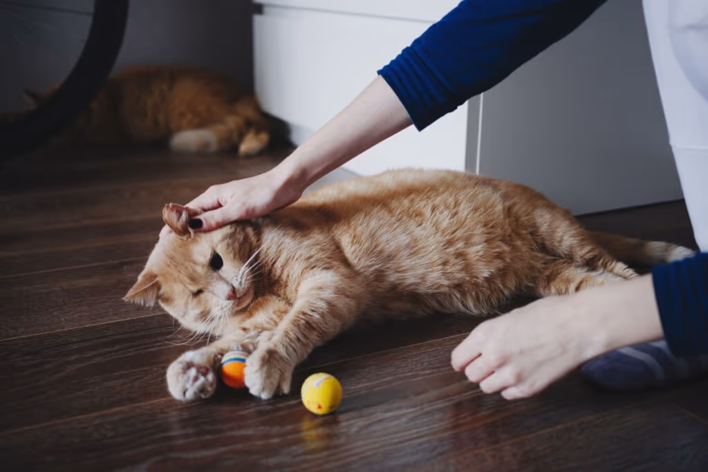 Gato arisco: 7 dicas para melhorar o comportamento do animal 