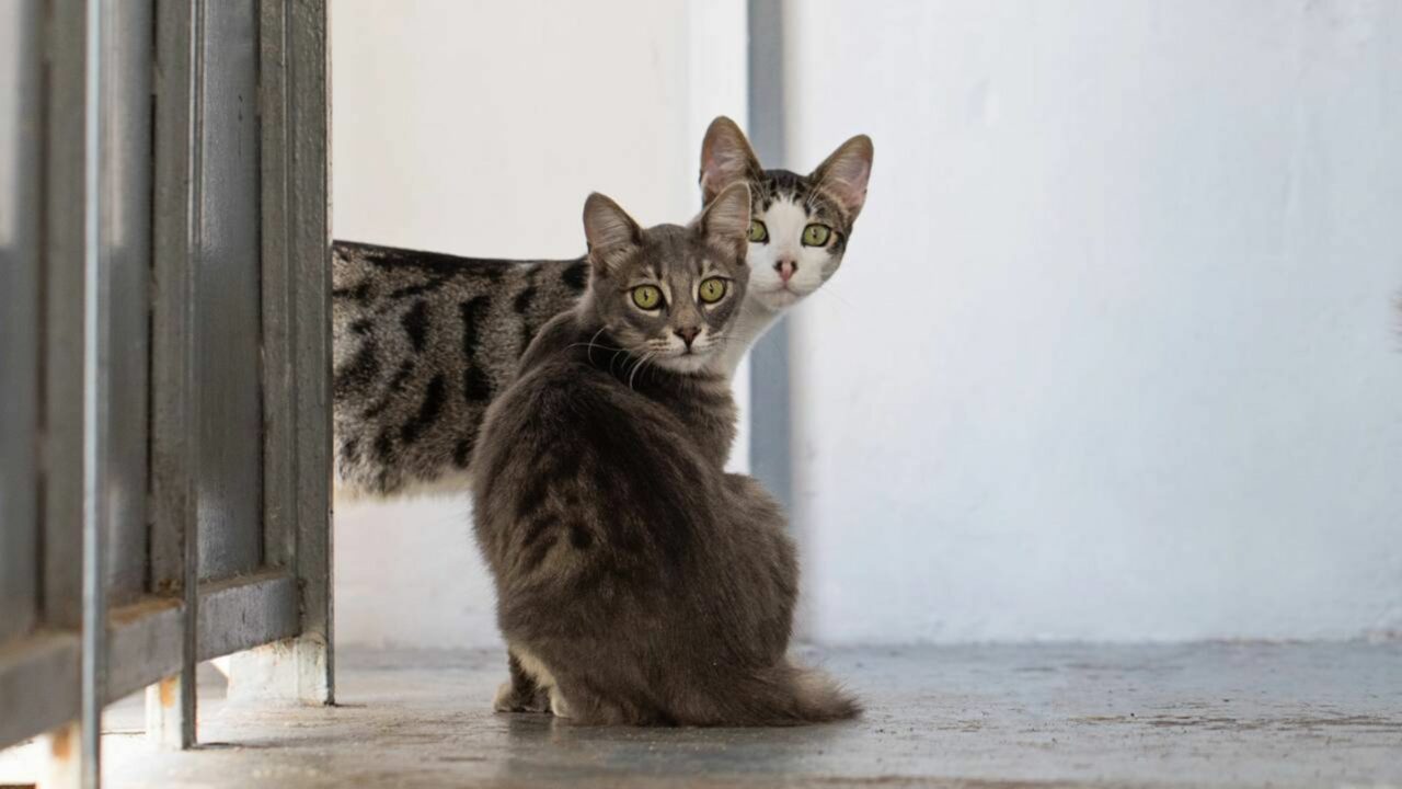 O que significa quando o gato some de casa por horas e o que ele faz fora de casa?