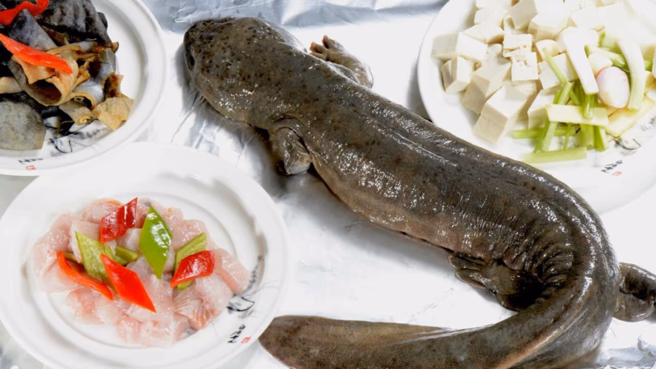 O maior anfíbio do mundo que sobreviveu aos dinossauros pode entrar em extinção