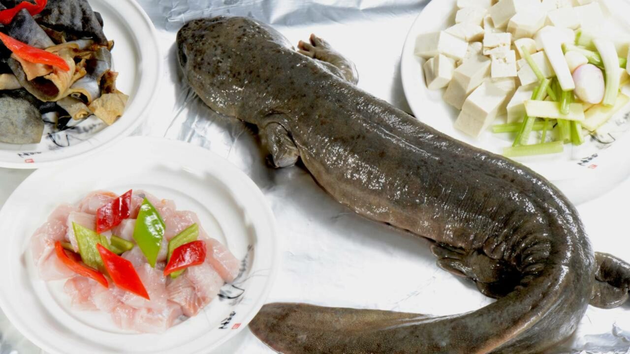 O maior anfíbio do mundo que sobreviveu aos dinossauros pode entrar em extinção