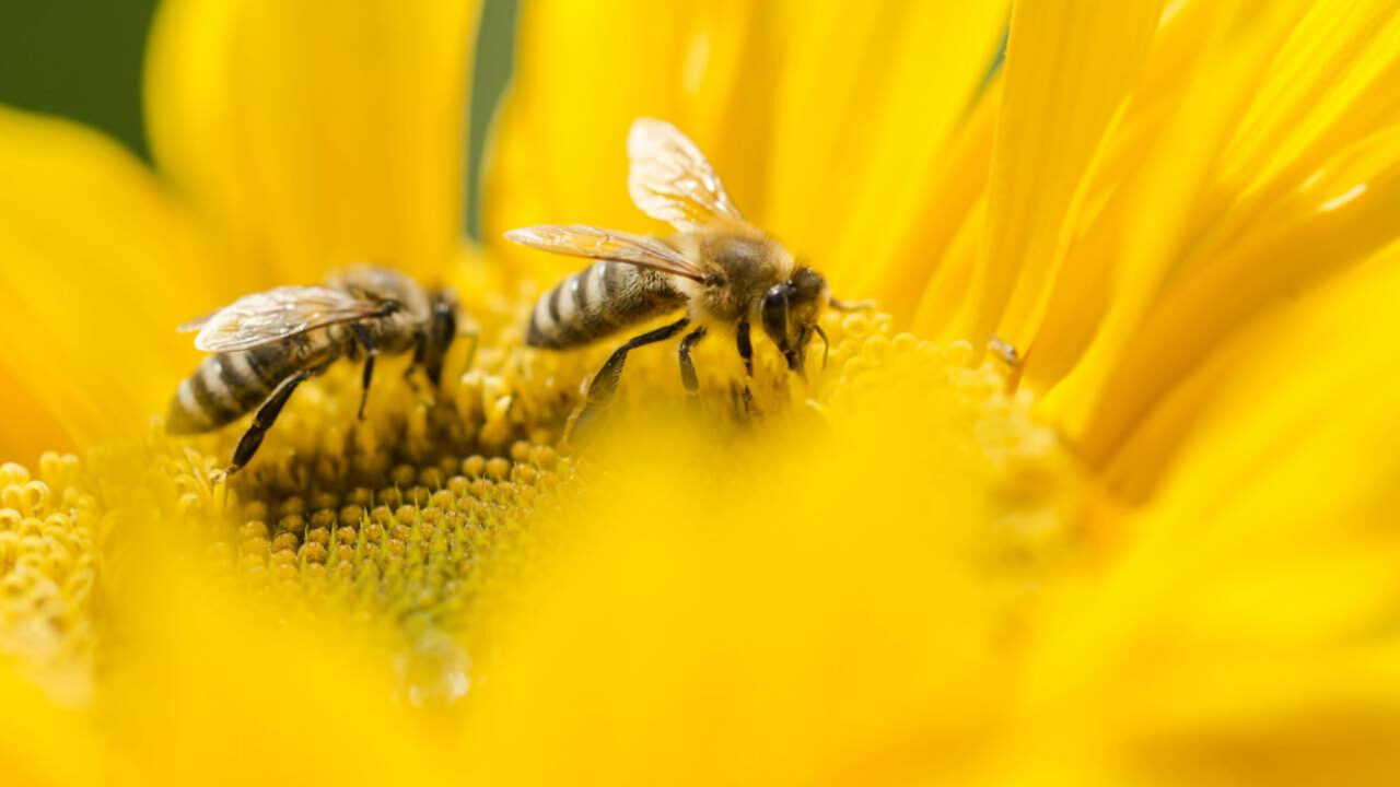 Por que algumas plantas que atraem insetos no quintal podem trazer visitantes indesejados sem você perceber