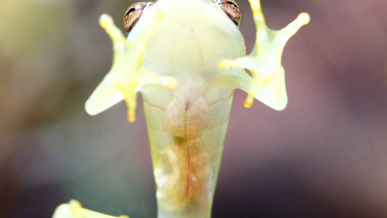 Esses animais escondem o próprio sangue para virar fantasmas na floresta