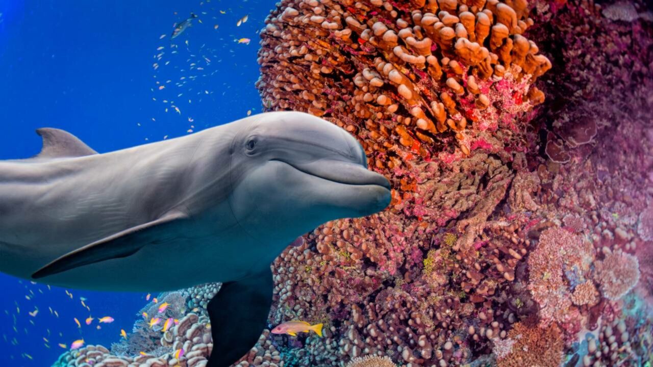 O animal marinho que consegue se comunicar usando padrões de movimento na água