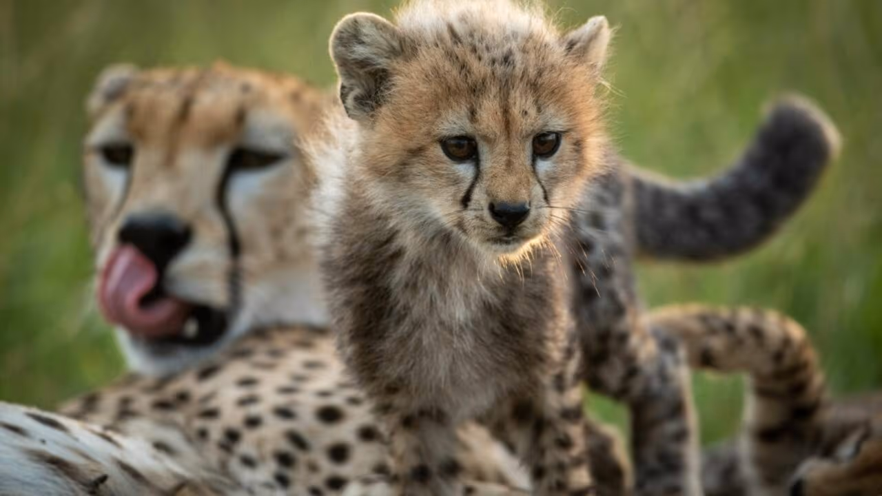 Por que guepardos raramente atacam seres humanos e são os golden retriever dos felinos?