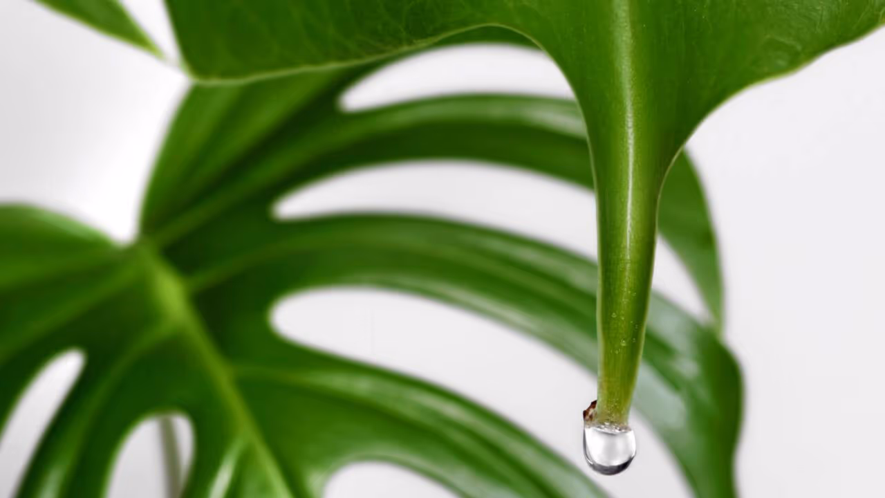 Por que algumas plantas choram água de madrugada e o que isso pode indicar dentro da sua casa