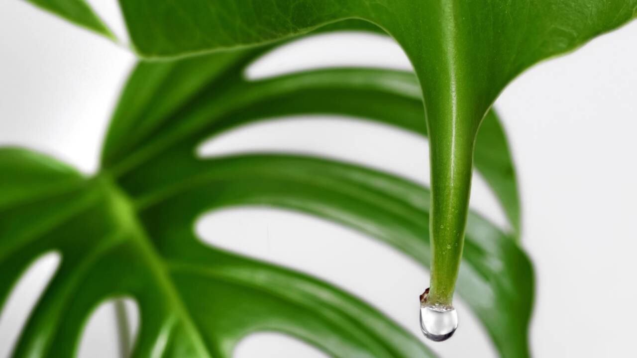 Por que algumas plantas choram água de madrugada e o que isso pode indicar dentro da sua casa