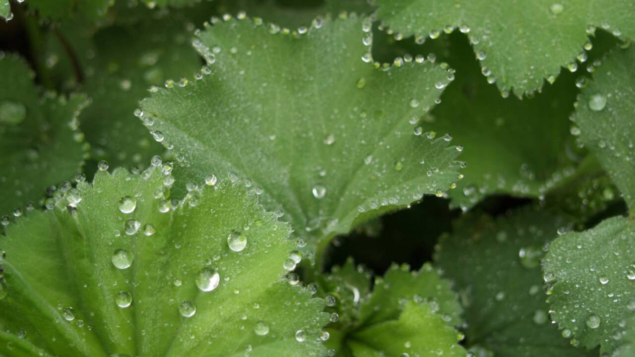 Por que algumas plantas choram água de madrugada e o que isso pode indicar dentro da sua casa
