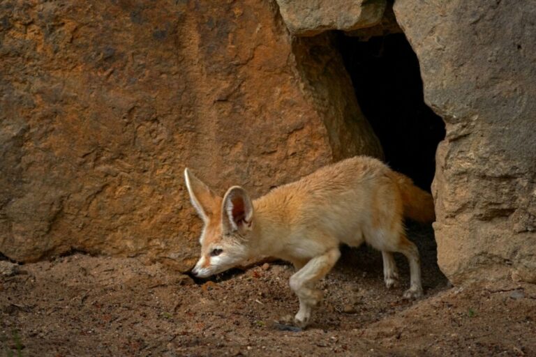 Feneco: 8 curiosidades sobre essa raposa que vive no deserto 