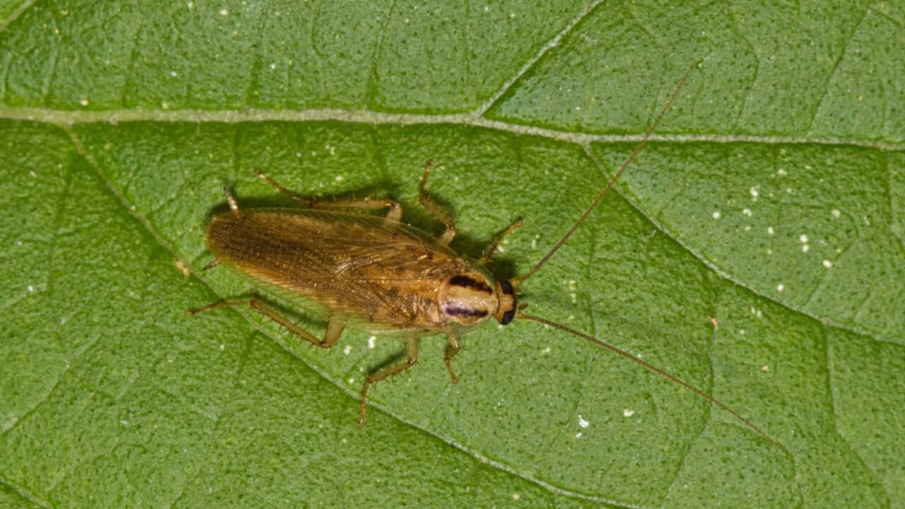 Por que algumas plantas que atraem insetos no quintal podem trazer visitantes indesejados sem você perceber