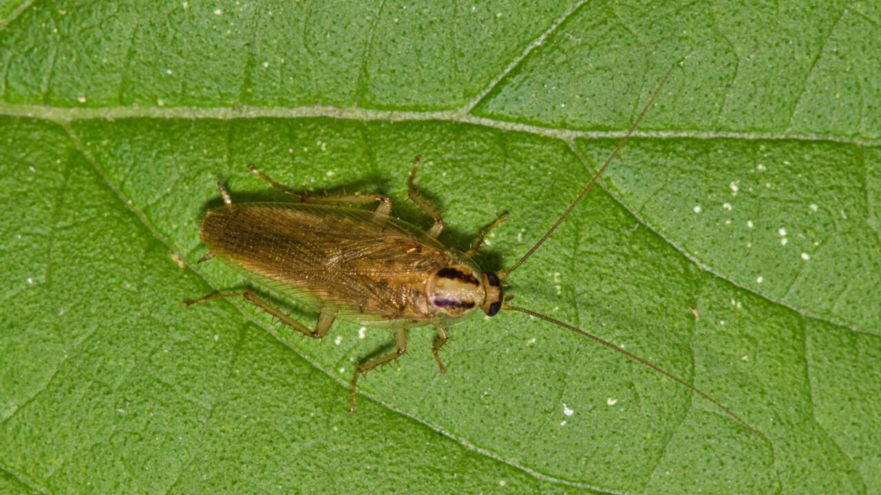 Por que algumas plantas que atraem insetos no quintal podem trazer visitantes indesejados sem você perceber