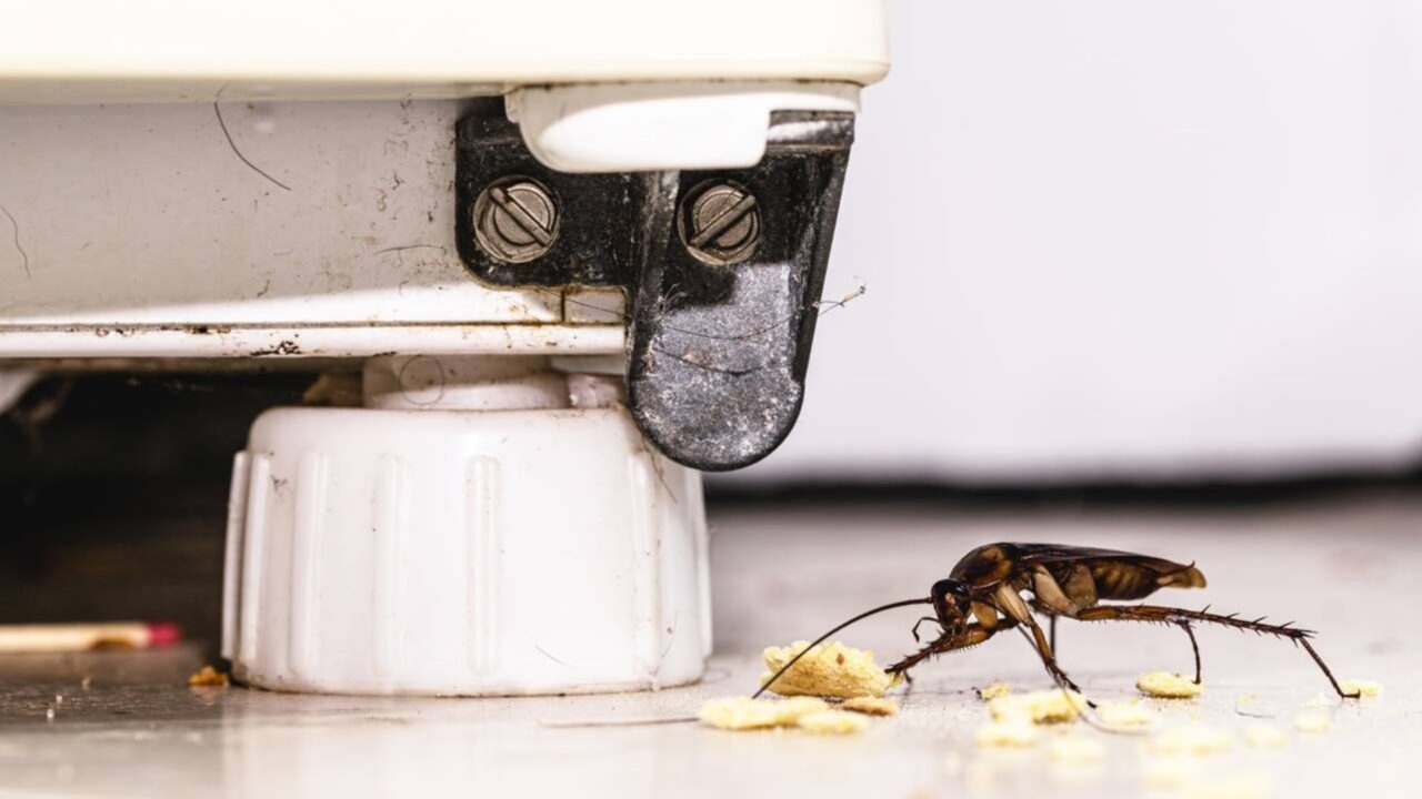 Os cantos da casa que quase ninguém limpa direito e que acabam virando esconderijo perfeito para insetos