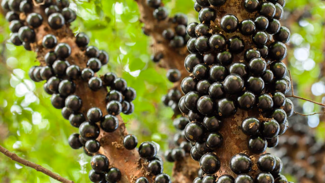 7 árvores frutíferas de pequeno porte ideais para cultivar no quintal de casa