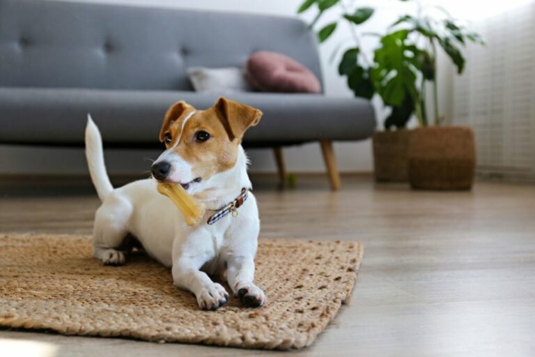 Grupo terrier: 7 raças de cachorro com muita energia 