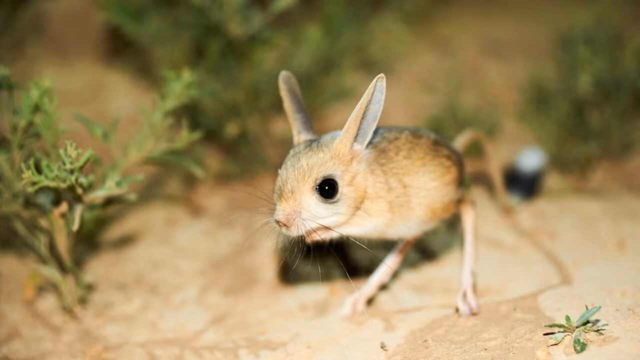 Jerboa, o mestre da evasão e sobrevivência no deserto