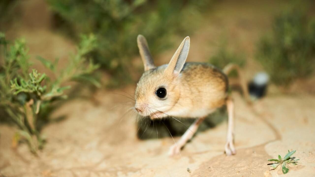 Jerboa, o mestre da evasão e sobrevivência no deserto