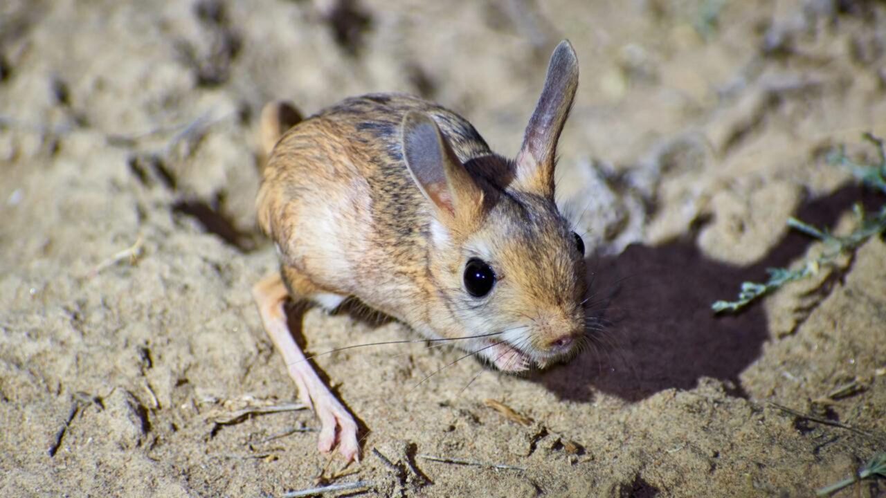 Jerboa, o mestre da evasão e sobrevivência no deserto
