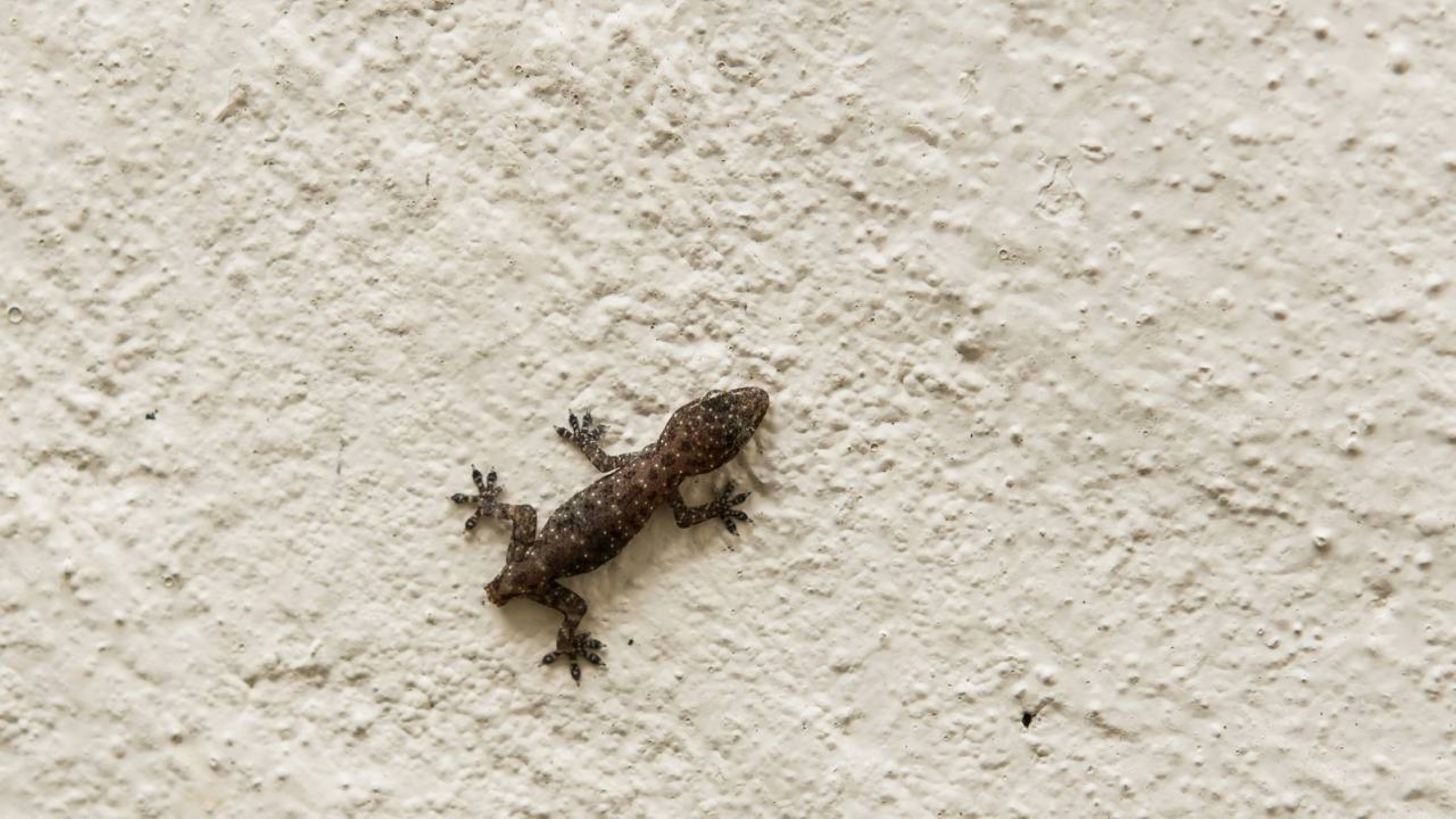 O que significa o aparecimento de lagartixas em casa