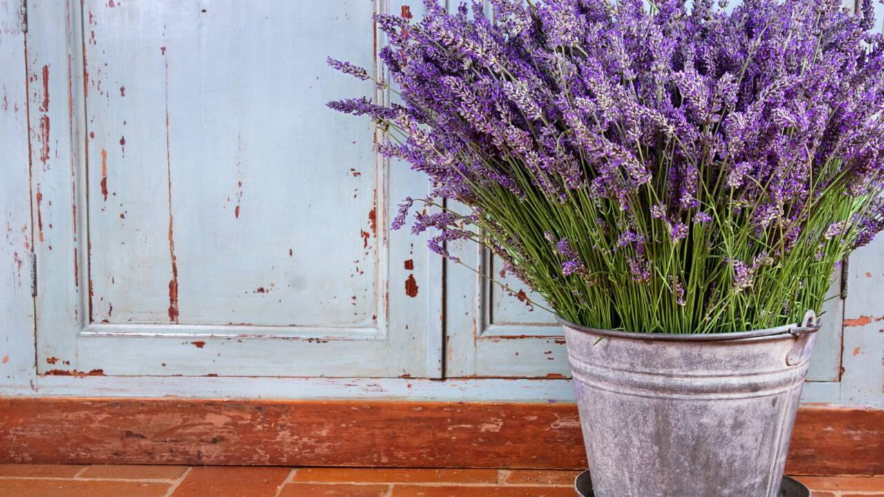 Essas plantas que afastam baratas podem ajudar a manter sua casa livre desses insetos de forma natural