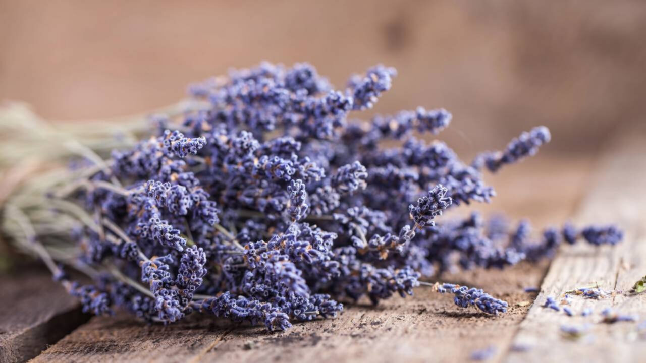 Essa planta que afasta insetos naturalmente está sendo usada dentro de casa e pode ajudar mais do que parece