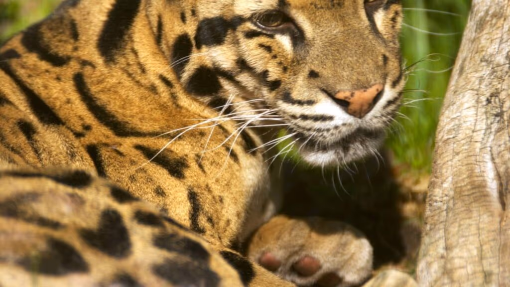 Uma câmera registra uma das espécies felinas mais raras do mundo