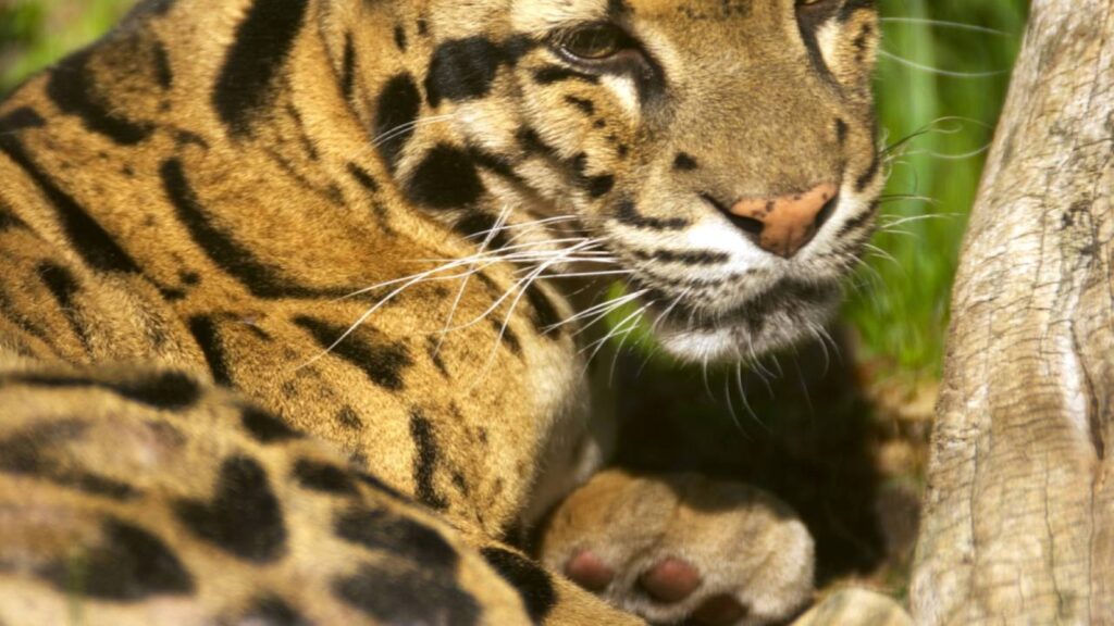 Uma câmera registra uma das espécies felinas mais raras do mundo