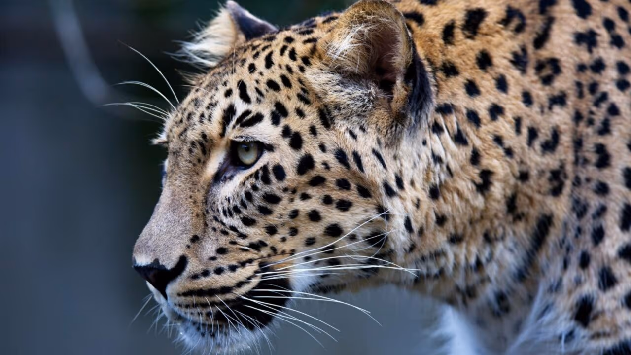 Leopardo-persa está retornando às montanhas da Ásia