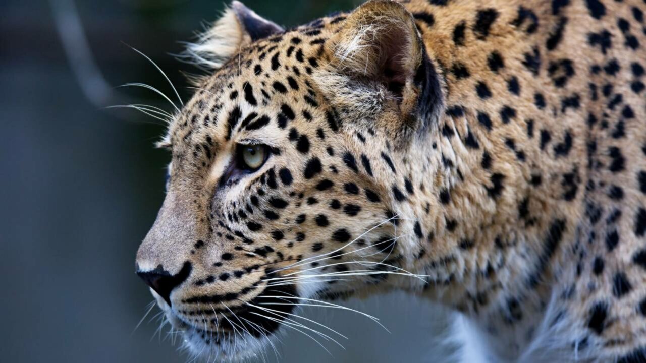 Leopardo-persa está retornando às montanhas da Ásia