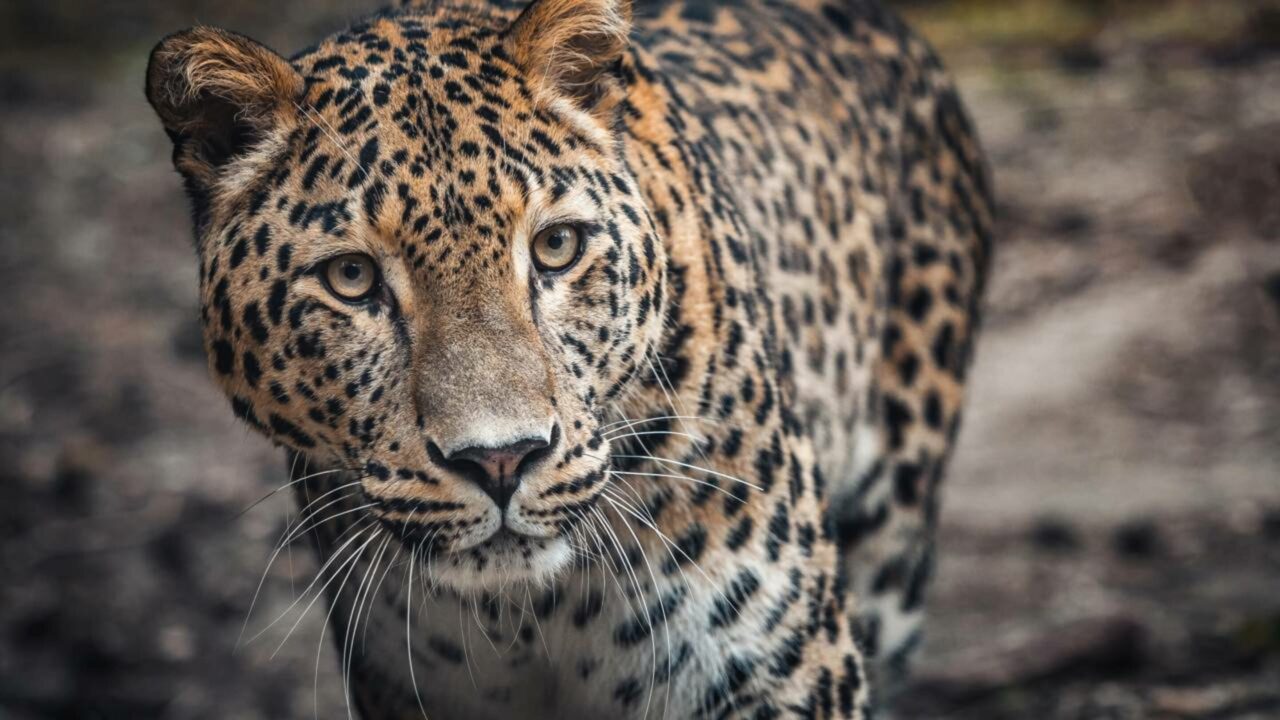 Leopardo-persa está retornando às montanhas da Ásia