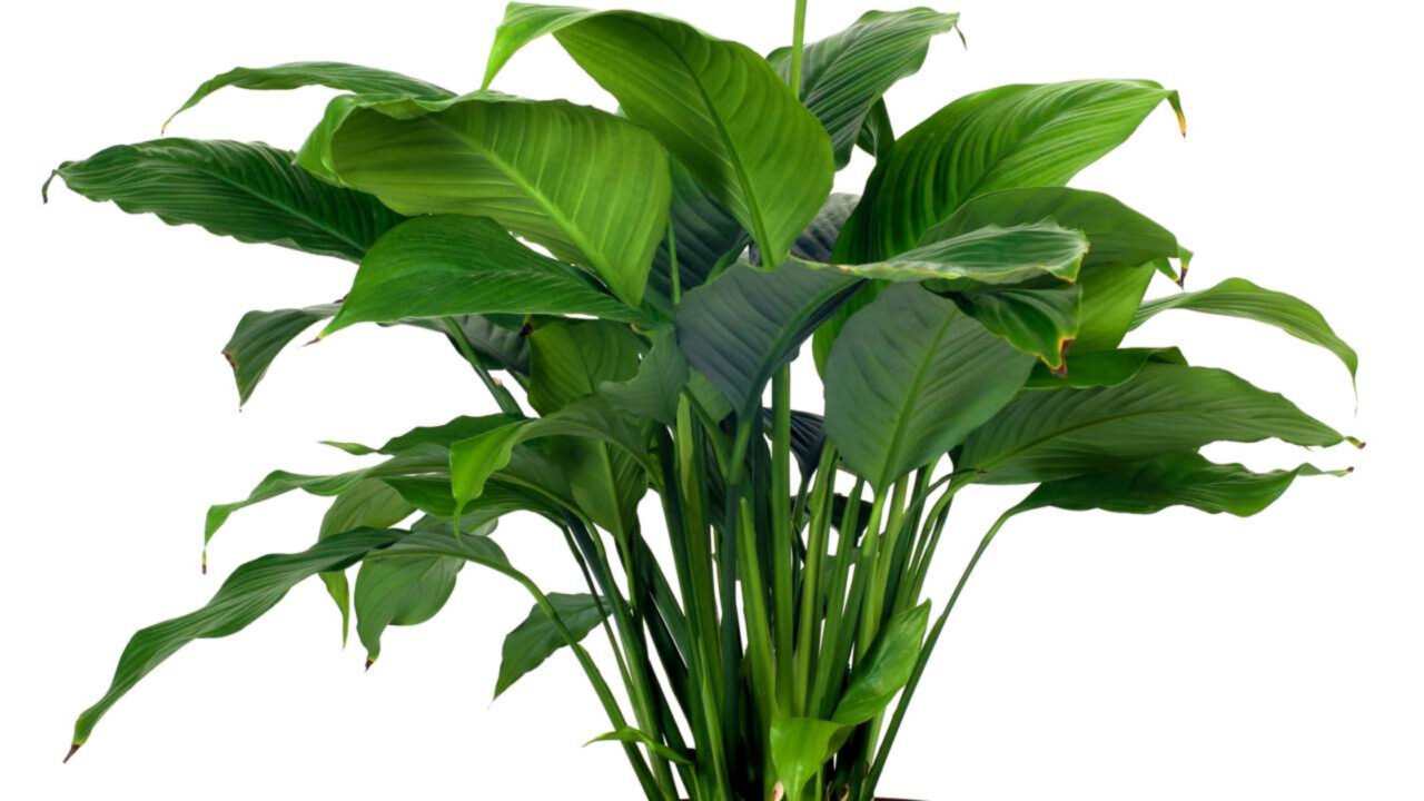 A planta que purifica o ar dentro de casa e pode ajudar a deixar o ambiente mais saudável