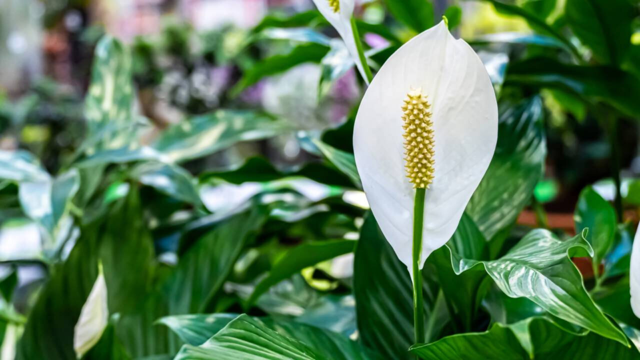 A planta que purifica o ar dentro de casa e pode ajudar a deixar o ambiente mais saudável