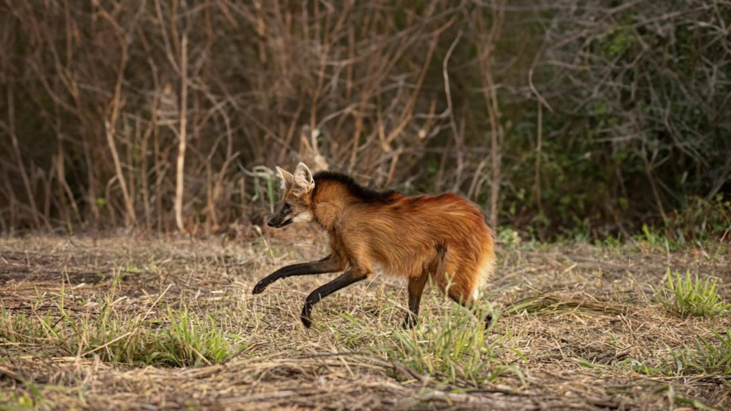 Por que a presença do lobo-guará é cada vez maior perto das cidades?