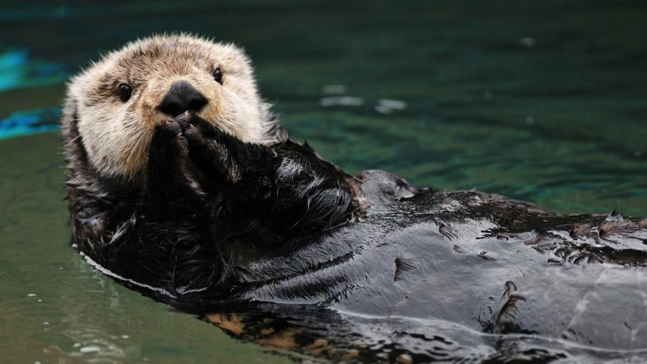 Predador retorna à região dos Grandes Lagos após declínio populacional