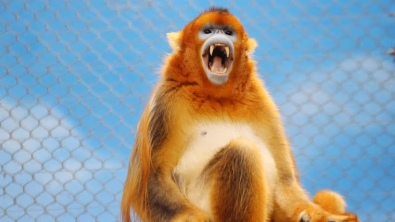China luta para salvar animal dourado da extinção