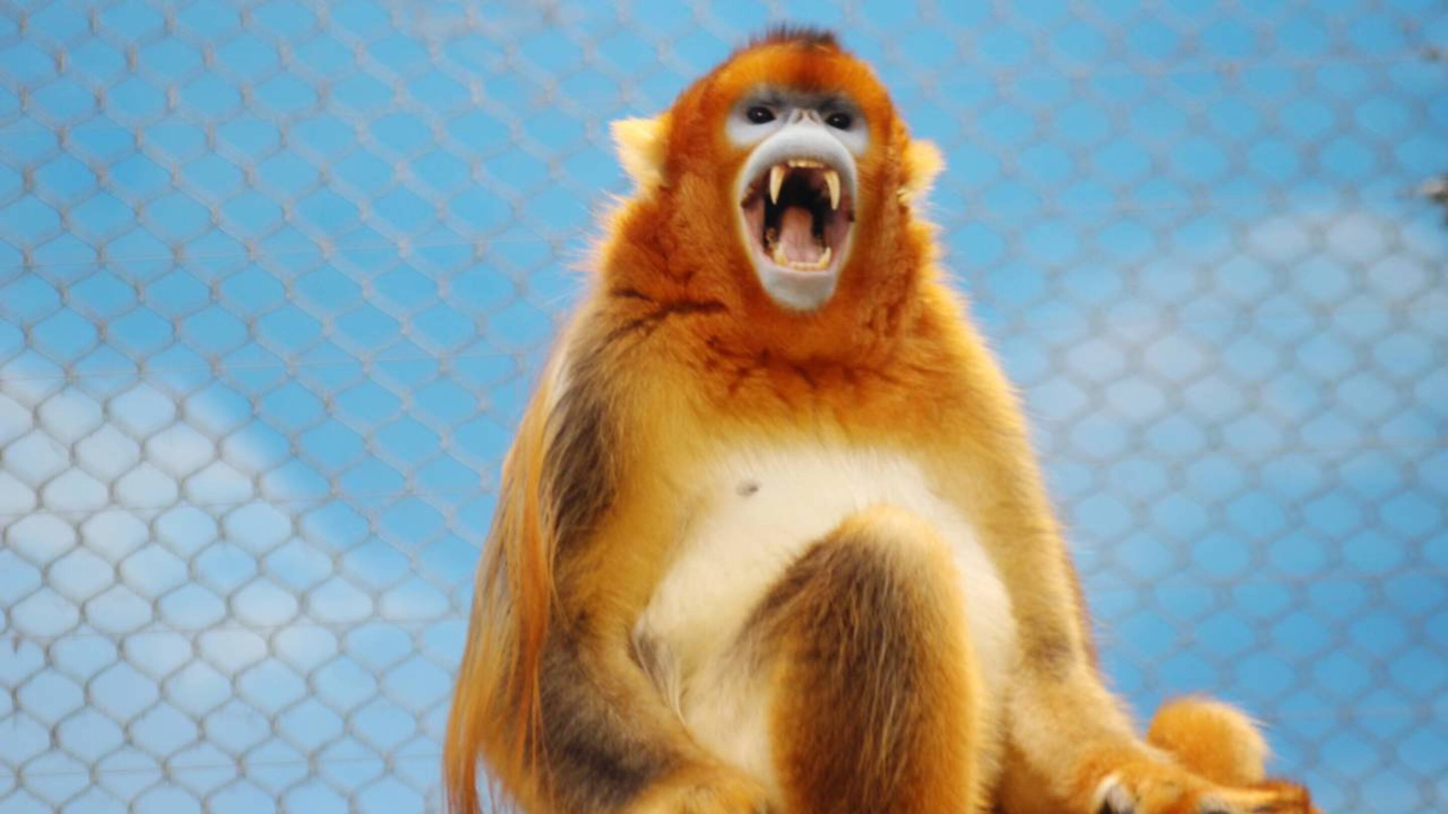 China luta para salvar animal dourado da extinção