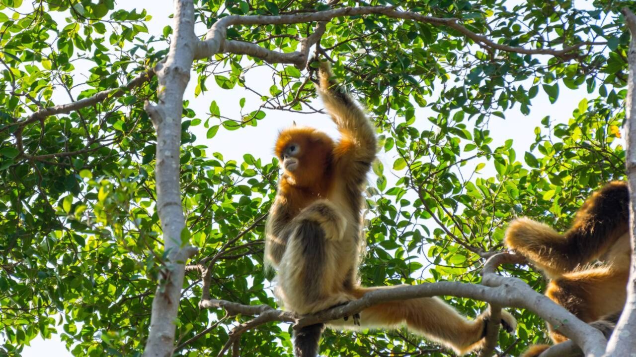 China luta para salvar animal dourado da extinção