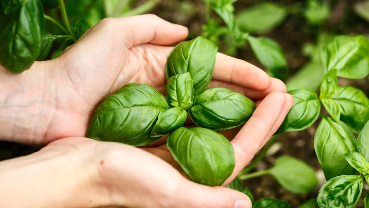 Plantas que afastam cobras podem ajudar a proteger jardins e quintais sem que muita gente saiba