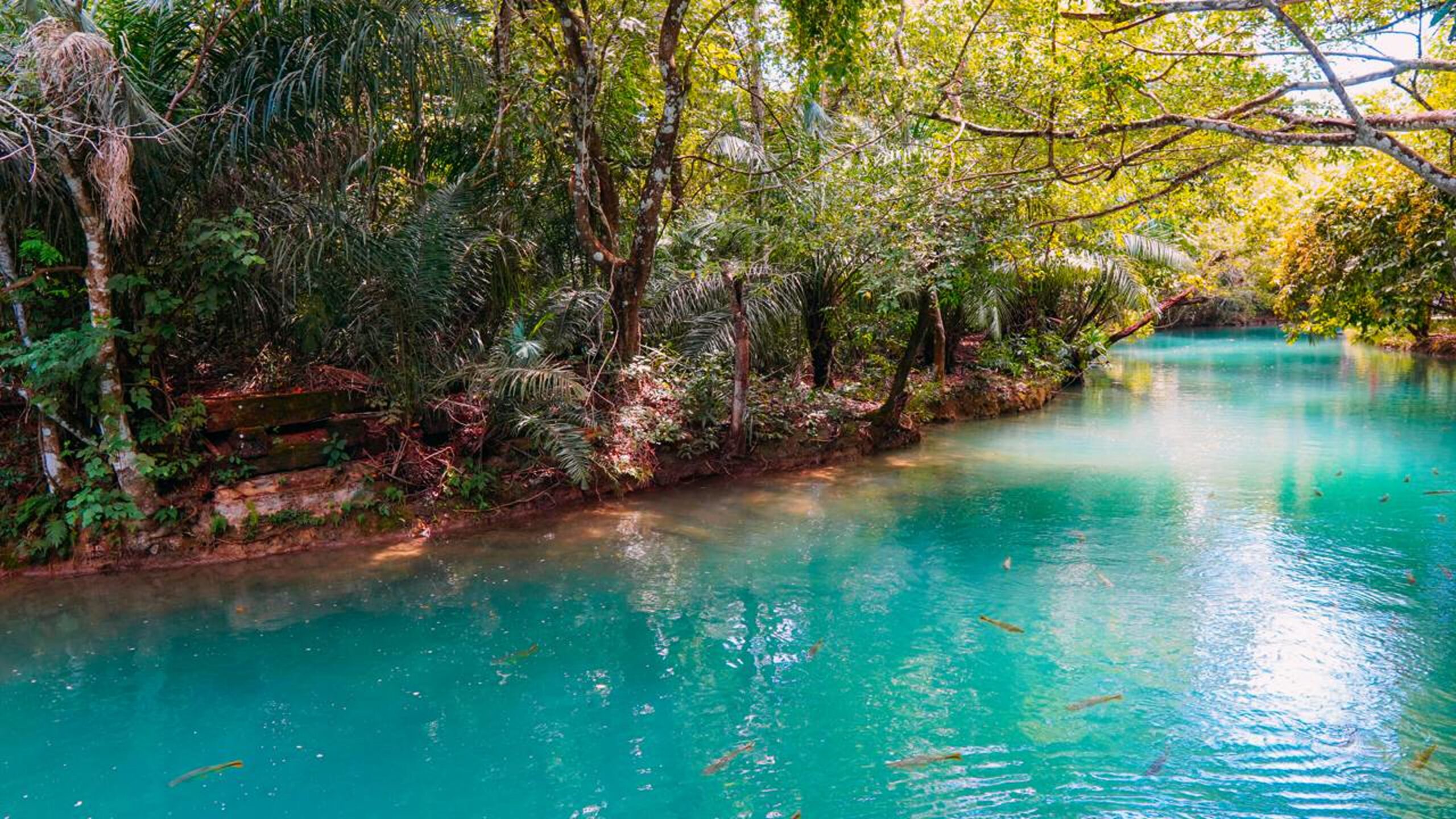 Eleito 19 vezes o melhor destino do Brasil, este lugar transforma rios transparentes em passeios entre peixes