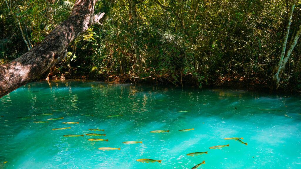 Bonito reúne rios transparentes, natureza preservada e paisagens muito admiradas //