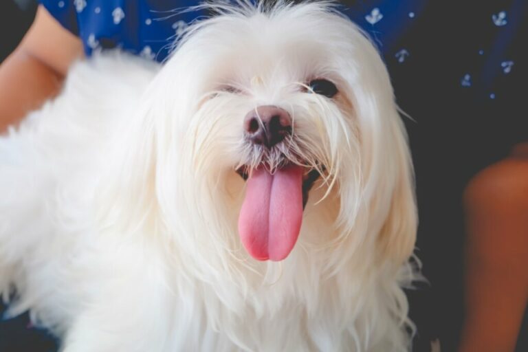 10 nomes criativos para cachorro inspirados em cores 