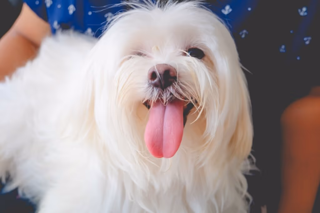 10 nomes criativos para cachorro inspirados em cores 