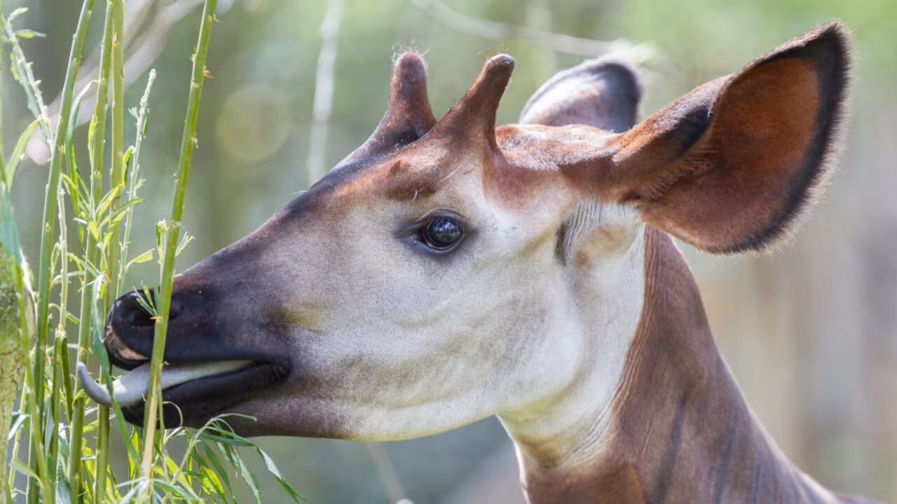 Se uma girafa e uma zebra tivessem um filhote, esse seria o resultado