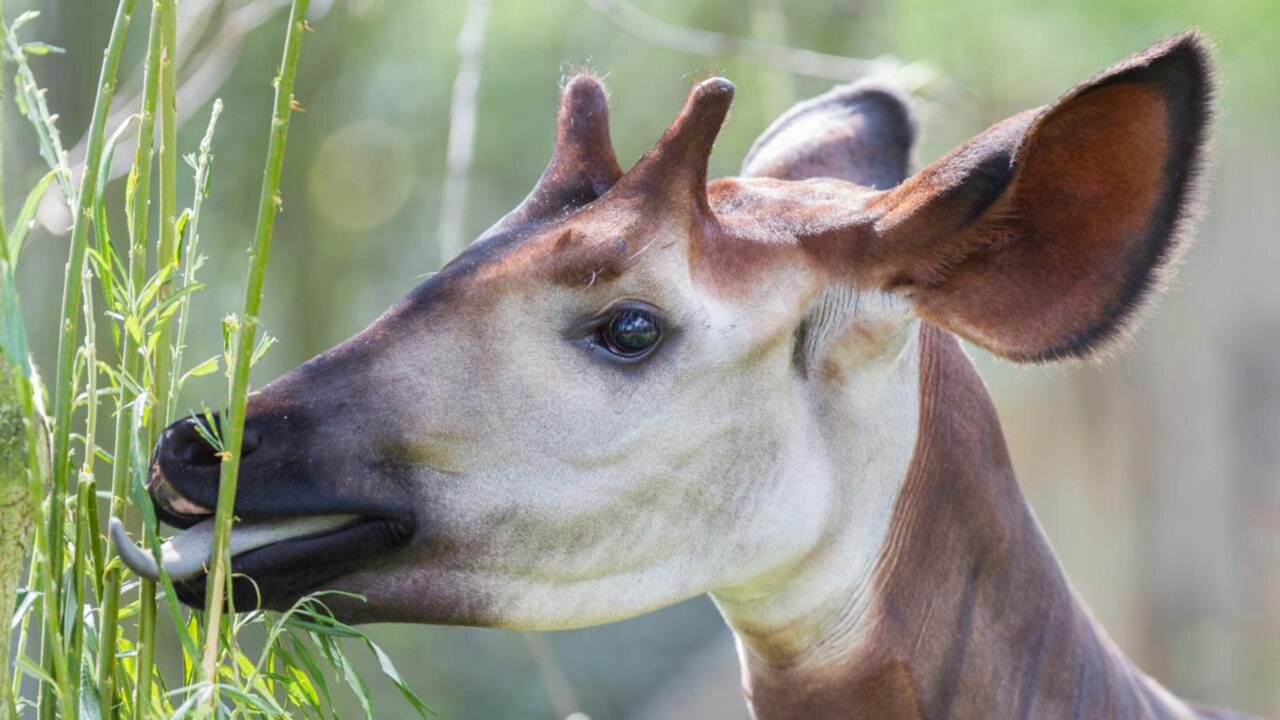 Se uma girafa e uma zebra tivessem um filhote, esse seria o resultado
