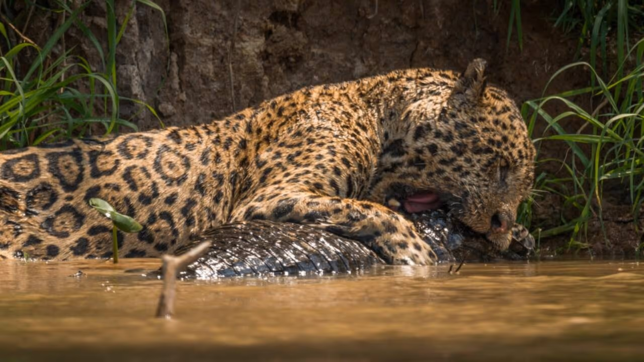 Onça-pintada salta sobre jacaré e transforma o predador em jantar